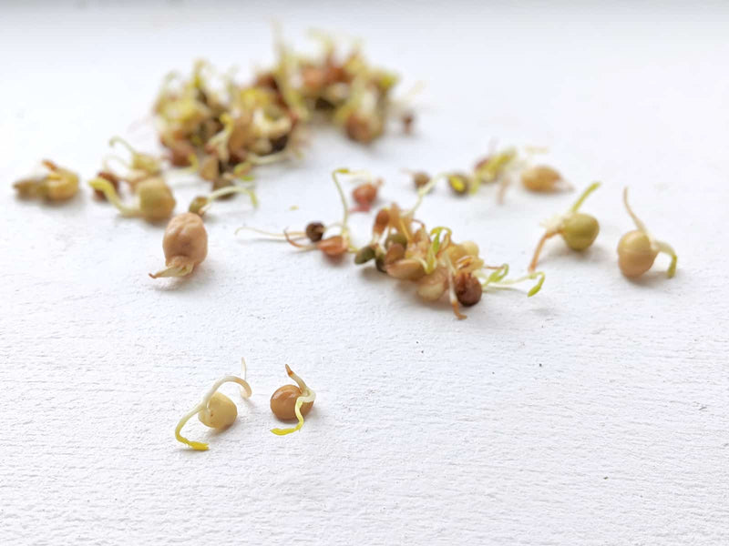 The Ultimate Guide to Growing Sprouts