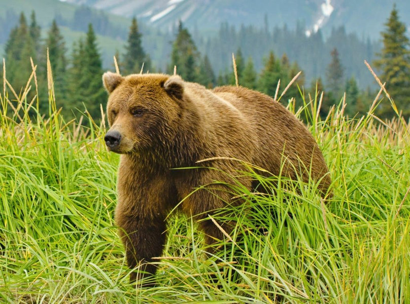 Plight of the North Cascades Grizzly