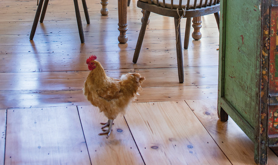 A Chicken in the Kitchen