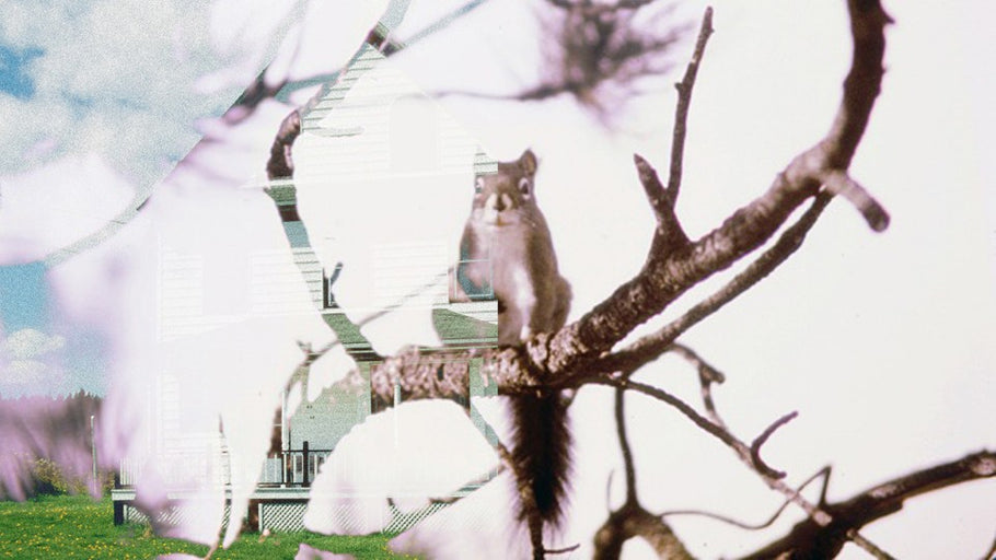 What Squirrels Taught Me About Life After Divorce